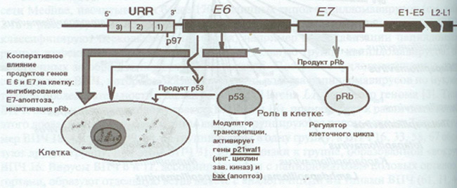 . Схема взаимодействия вирусных генов и клеточных факторов при канцерогенезе
