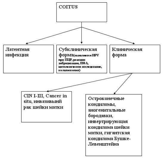 Патогенез папилломавирусной инфекции