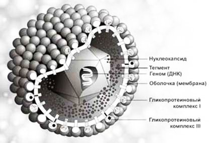 ВПГ-2 - вирус простого герпеса 2-го типа