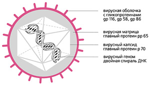 Рис.1. Схема строения цитомегаловируса
