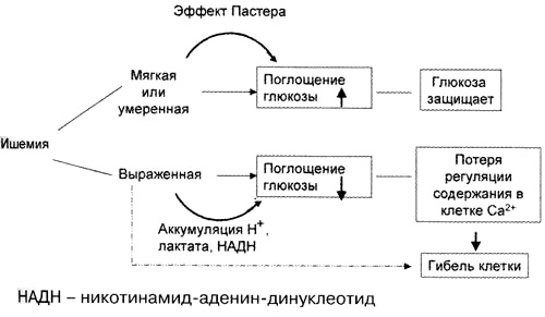 Рис.1. Роль фосфоинозитидов как вторичных мессенджеров в регуляции внутриклеточного обмена Ca2+