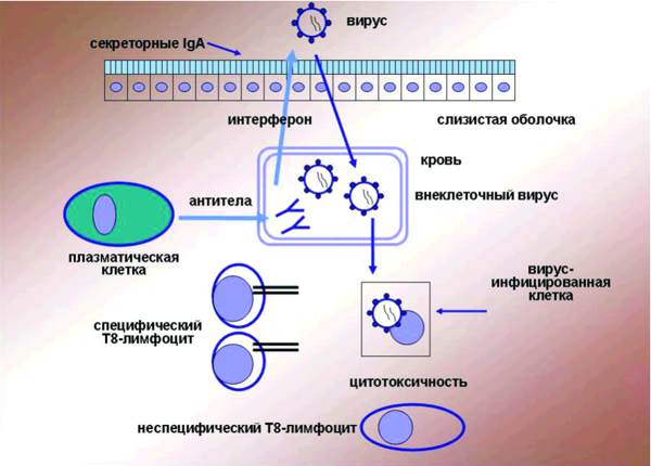 Иммунный ответ при вирусных инфекциях