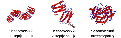 Человеческие интрфероны
