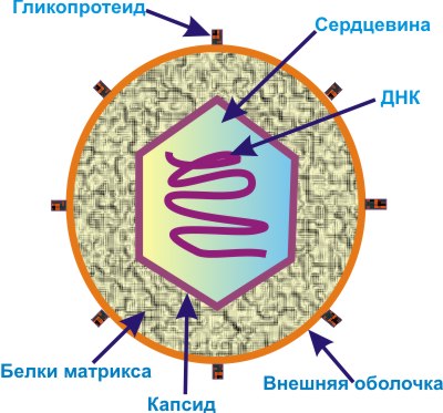 вирусная ДНК